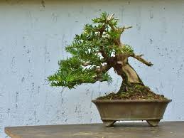 E0c3af63 55cb 4587 A150 0d9240a3bfd0 Jpeg Bonsai Baum Bonsai Eibe