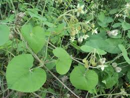 Image result for Pergularia daemia