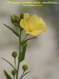 Image result for Sarcophyte piriei