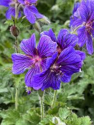 Image result for Geranium