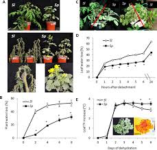 Image result for Solanum sp.no.2