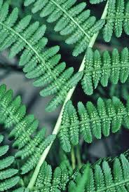 Image result for Athyrium annae