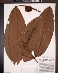 Image result for Monimiaceae