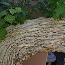 Image result for Premna mooiensis