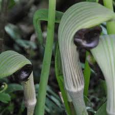 Arisaema ringens, commonly called cobra lily, is a tuberous woodland perennial that is native to japan. Japanischer Feuerkolben Arisaema Ringens