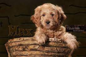 Can you believe there are actually people out there who have never owned a dog or a puppy. Mini Goldendoodles Goldendoodle Goldendoodle Puppy For Sale Golden Retriever