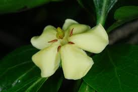 Image result for Catunaregam obovata