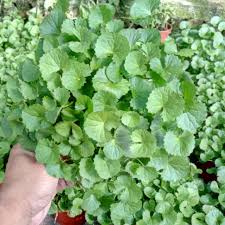 Herba ini diberikan sebagai ubat tahan sakit, julap, melegakan batuk, pencernaan, sakit perut dan juga digunakan untuk mengubati diabetes, demam, jangkitan cacing, bronkitis yang kronik. Anak Pokok Herba Pegaga Pennywort Potted Plants Live Plant Pokok Hiasan Cantik Pokok Hidup Pokok Ulam Pegaga Pokok Herba Shopee Malaysia