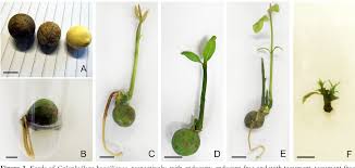 Santa maria now invades mangrove forests and other coastal areas. Pdf In Vitro Seed Germination And Multiplication Of Calophyllum Brasiliense Semantic Scholar