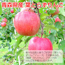 楽天市場 送料無料 青森 りんご 葉とらずりんご サンふじ 10kg 28 32玉前後 秀品大玉 贈答用ランク 青森県産 産地直送 青研 お土産 葉とらず 果物 ギフト フルーツ 大玉 贈答用りんご リンゴ 青森りんご 贈答用 内祝い お取り寄せ 林檎 さんフジ 御歳暮 お歳暮 冬