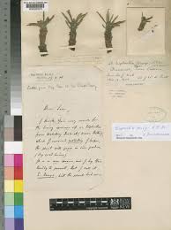 Image result for Euphorbia davyi