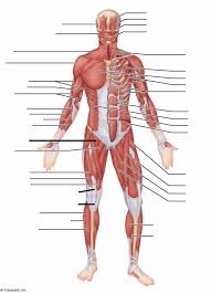 Can you share the presets for this body? Front Of Body Muscle Diagram Quizlet