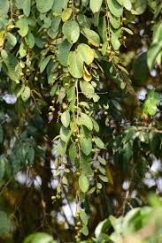 Image result for Bridelia ferruginea