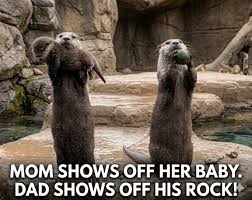 During a keeper talk at the San Diego Zoo, a mother otter melts the crowd  by showing off her baby up close. Moments later, the father joins in but  instead of a