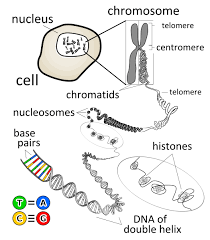 Dna This Is A Great Graphic To Upload To Your Class Edmodo Page Students Can Reference This At Home Prin Biology Classroom Biology Lessons Teaching Biology