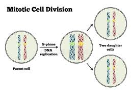 Maybe you would like to learn more about one of these? Mitosis Mitotic Cell Division Stages And Significance Online Biology Notes