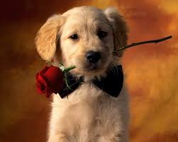 Puppy thank you 111637 gifs. Cute Pet Dogs Com Pa Twitter Stylish Dog With A Bow Tie Offers A Red Rose To Say Thank You Puppylove Puppy Puppygram Puppyoftheday Puppylife Puppydog Puppypalace Puppyeyes Puppys Puppyface Puppies Puppiesforall Puppiesofig