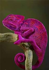 Purple Chameleon Colorful Animals Animals Wild Animals Beautiful