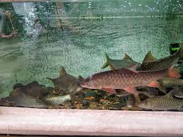 Untuk sesi lawatan dan tempahan ikan kelah, sila hubungi info@ikankelah.com atau hotline: Ikan Kelah Merah Home Facebook
