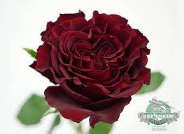 Maybe you would like to learn more about one of these? How To Buy Jet Fresh Flower Distributors Wholesale Flower Importer Distributor And Grower Wholesale Flowers Buying Wholesale Flowers Flowers