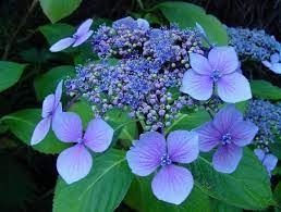 Blue Hydrangea Flowers Photos Jpg Blue Hydrangea Flowers Hydrangea Flower Flower Images
