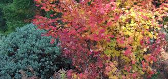 Maybe you would like to learn more about one of these? 10 Trees For Fiery Fall Foliage Oregon State University