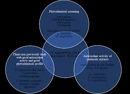 Image result for Solanecio cydoniifolius