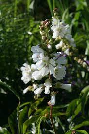 Vit Axmalva Sidalcea Candida Blommor Tradgard Garden