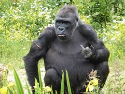Check spelling or type a new query. Ape Palling Behaviour Cheeky Gorilla Smirks As It Holds Middle Finger Up At Accountant Caters News Agency