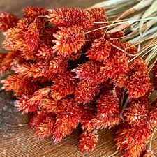 Image result for Phalaris