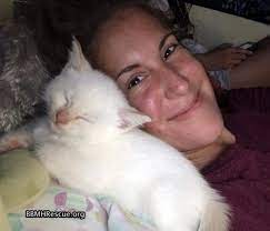 Flamepoint Siamese Kittens Foster Home Update Bbmhr