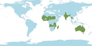 Image result for Scleria tessellata