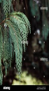 Image result for Cupressus funebris