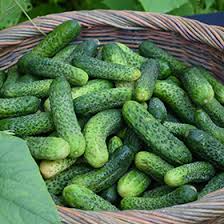 Image result for Cucumis sativus