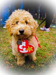 A Real Beanie Baby My Goldendoodle On Halloween You Bet Your Pierogi
