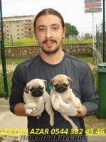 Cirkin Suratli Pug Mops Yavrulari