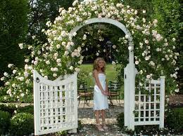 Hi, i have just purchased a climbing new dawn rose and am trying to decide to put it on a fence or an 8 foot trellis. Pin By Jen Wulf Readinger On Flowers Garden New Dawn Climbing Rose Trellis Gate Climbing Roses Trellis