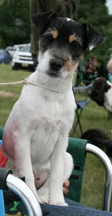 Pedigree Septiemeciel Tia Maria