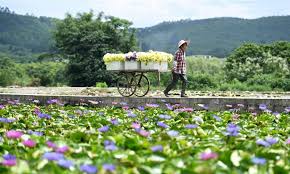 香片, 工艺茶, or 开花茶) consists of a bundle of dried tea leaves wrapped around one or more dried flowers. Villagers Harvest Lotus Flowers In Guangxi Global Times