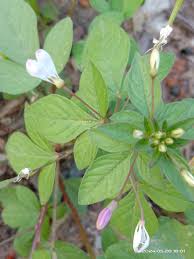 Image result for Cleome angustifolia
