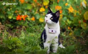 Gallileo, glonass and gps, wifi integrated, ultra low power communication and wifi beacon: Weenect Cats 2 The World S Smallest Gps Tracker For Cats Amazon Co Uk Pet Supplies