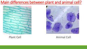 Just under the rigid cell wall is the more fluid cell membrane. Plant Vs Animal Cell 7th