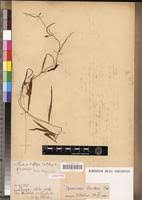 Image result for Ipomoea barteri