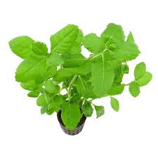 Image result for Hygrophila spiciformis