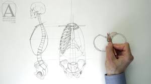 See more ideas about anatomy, character design, anatomy reference. Human Torso Anatomy Anatomy Master Class For Figurative Artists Youtube