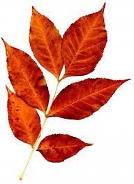 Flh My Beauty And Fashion Bubble New Instagram Fall Leaves Pictures Autumn Leaves Fall Leaves Png