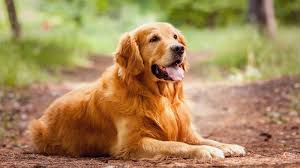 ¿está buscando un perro de tamaño pequeño? Las 10 Razas De Perros Mas Inteligentes Infobae