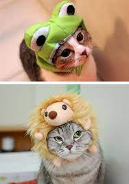 You Silly Human What Is The Point Of Making Me Wear This Ridiculous Hat Cats With Hats Crazy Cats Animal Hats