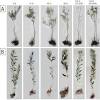Typically, these are the branches with flowers that will turn into olives. 1