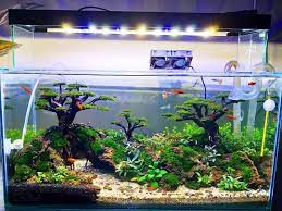 Low Light Tank Size 60x30x30 Cm Aquascaping Akuarium Semarang